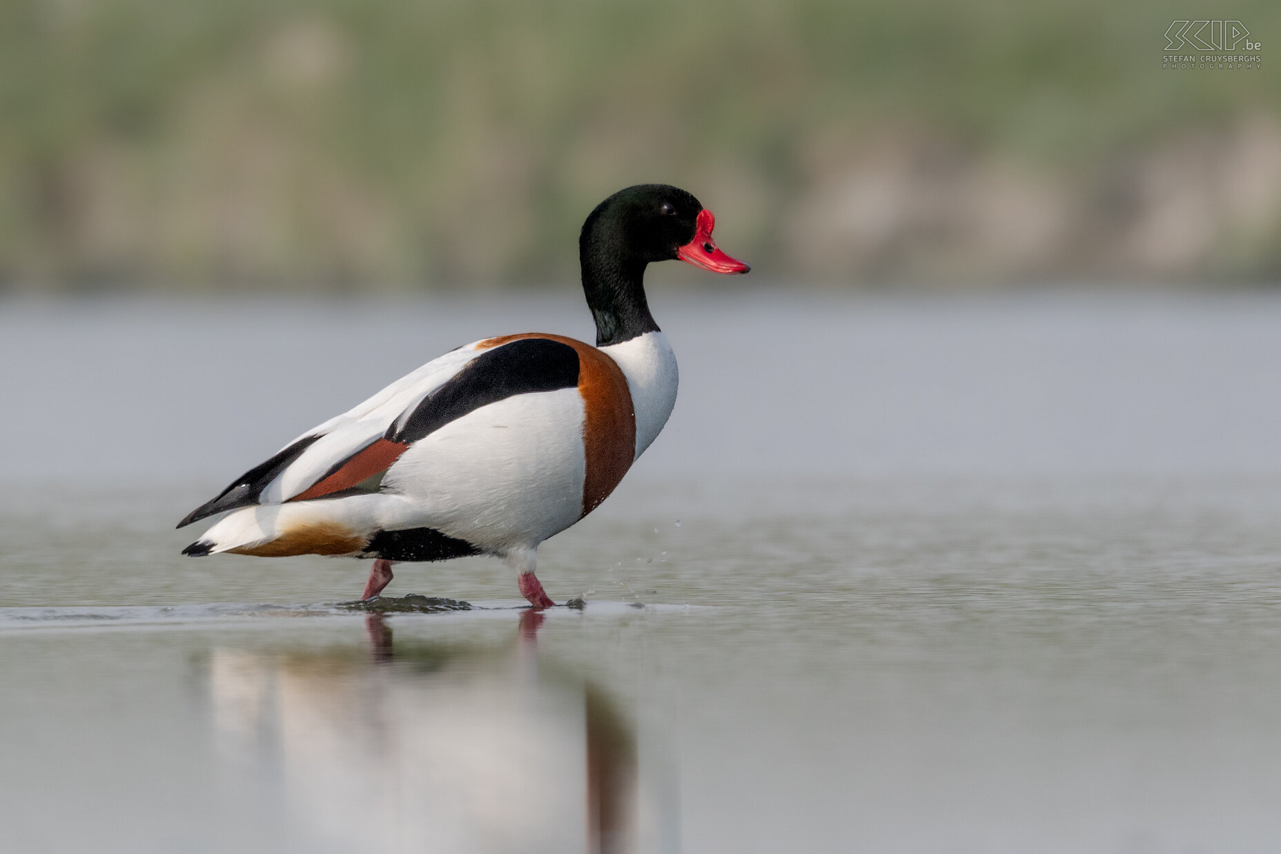 Water birds - Common shelduck Common shelduck / Tadorna tadorna Stefan Cruysberghs